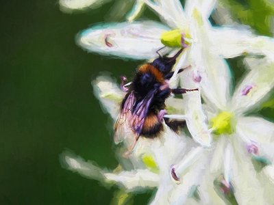 Zomerbij, 2018 door Unbekannt Unbekannt